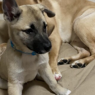 尻尾フリフリ銀次の優しい家庭を探しています