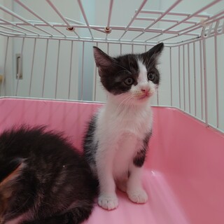 駐車場で保護された元気なハチワレ男の子