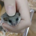 アフリカヤマネ里親さん募集