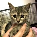 2ヶ月半キジ猫♀