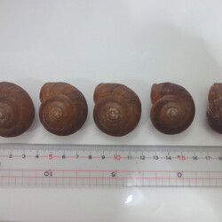 「「カンちゃん2世」孵化から3年（6/28）」サムネイル2