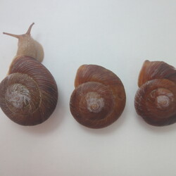 「「カンちゃん2世」孵化から3年（6/28）」サムネイル3