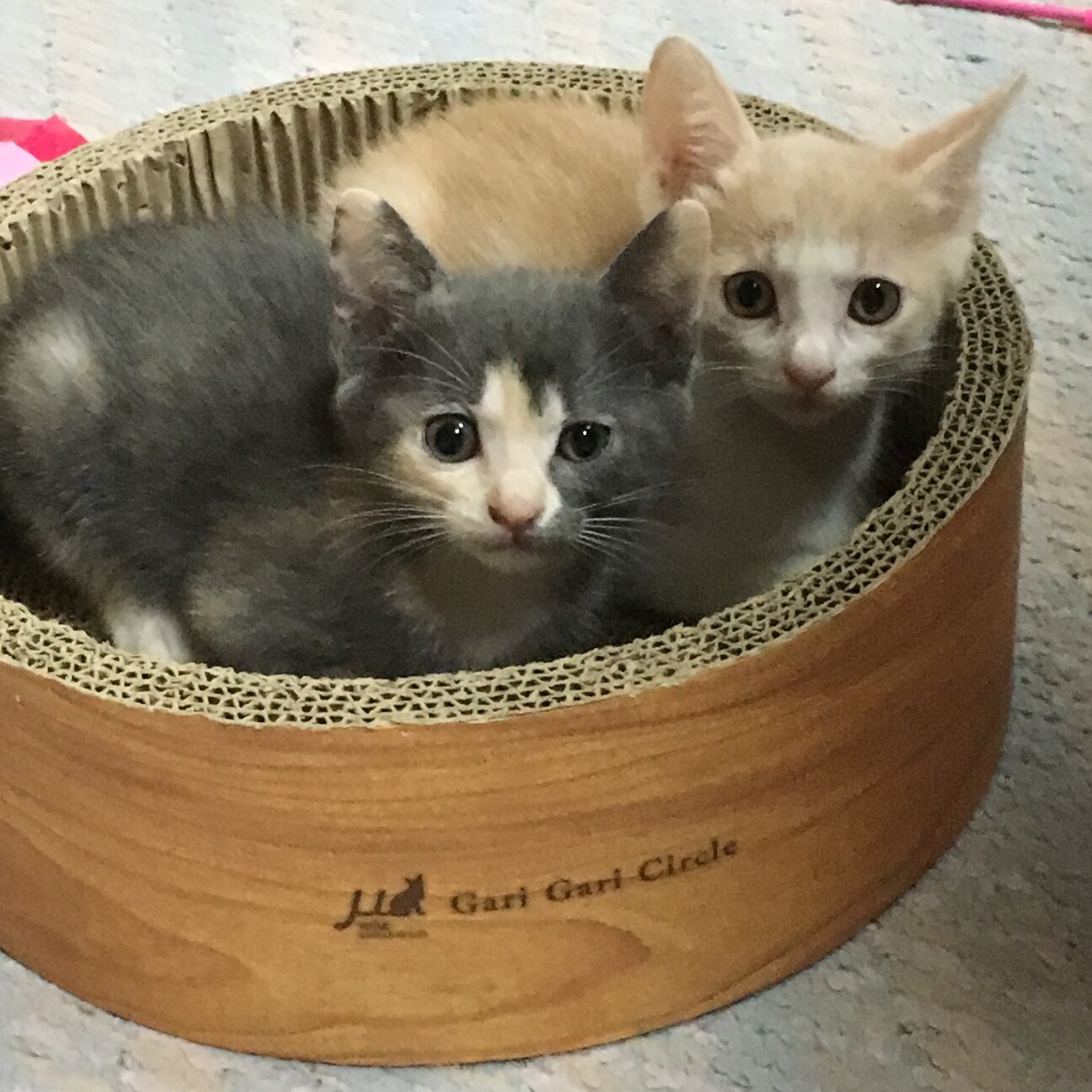 可愛いパステル姉妹です 東京都 猫の里親募集 ペットのおうち 月間利用者150万人 可愛いパステル姉妹です 東京都 猫の里親募集 ペットのおうち 月間利用者150万人