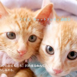 ＊キャットソシオン譲渡会＊第107回