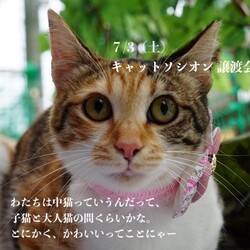 ＊キャットソシオン譲渡会＊第107回 サムネイル2
