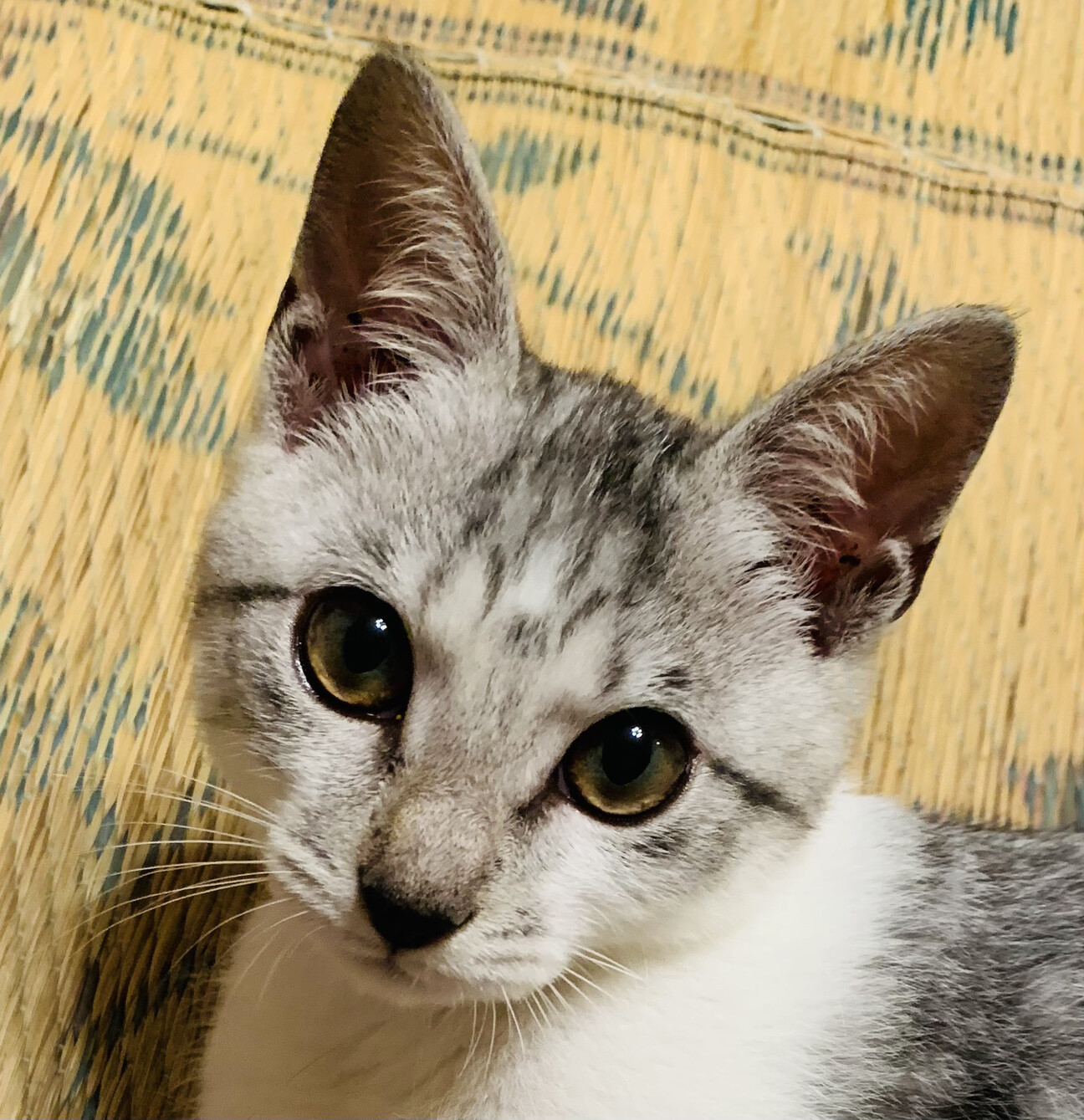 ケロくん　オス　3ヶ月　甘えん坊 サムネイル1