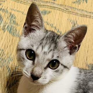 ケロくん　オス　3ヶ月　甘えん坊