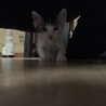 若ちゃ