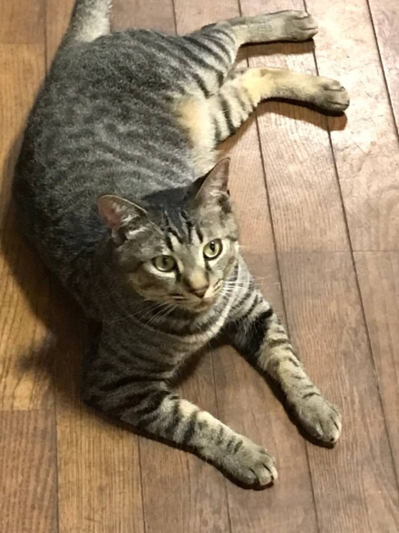 元気いっぱい チビ太くん 千葉県 猫の里親募集 ペットのおうち 月間利用者150万人