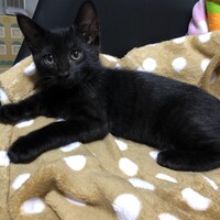 こんぶ