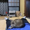 お腹の上で寝てます(^^)