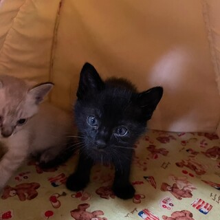 生後2ヶ月の子猫の里親さん募集です。