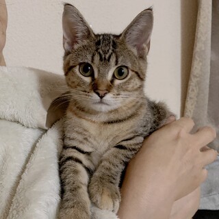 マンチカン風チャコちゃん♡かわいい麦わら