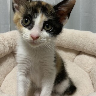 愛らしい　三毛猫ちゃん