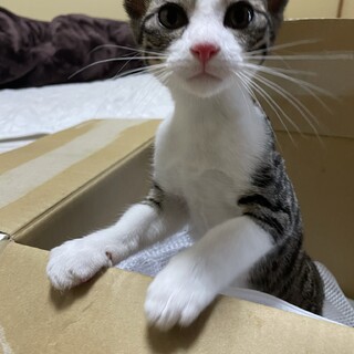人懐っこいキジ白くん