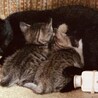生後間もない赤ちゃん猫兄弟二匹います！！！！ サムネイル3