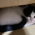ちょっとビビりっ子☆タキシードの蓮旺（レオ）くん
