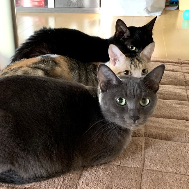 のんたくみのカバー写真