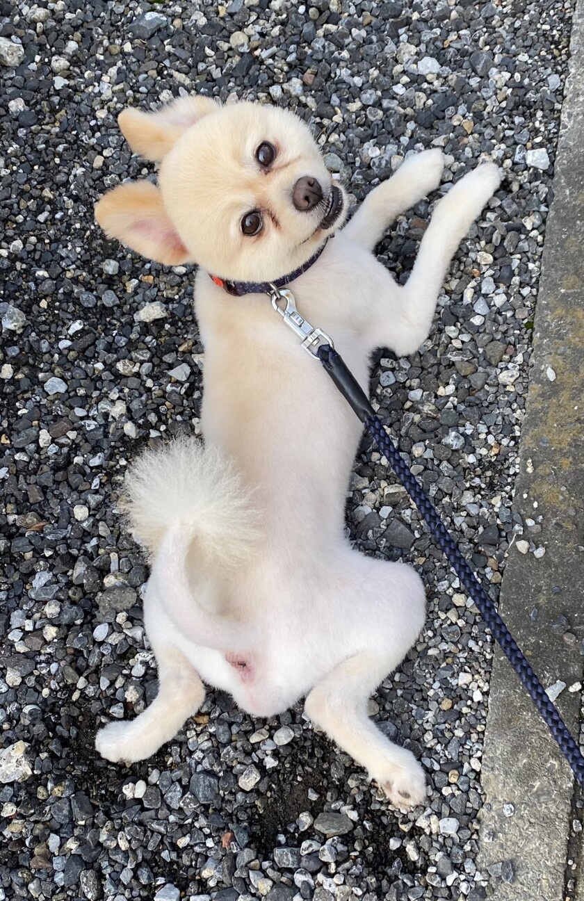 かまってちゃんなポメの男の子 埼玉県 犬の里親募集 ペットのおうち 月間利用者150万人