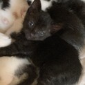 生後一ヶ月！黒猫 兄弟