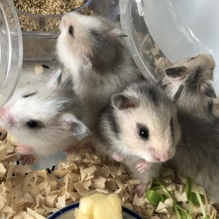 長毛ハムスター3匹の里親募集です。