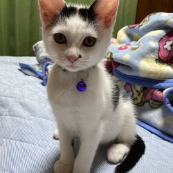 まつりさん、２回目ワクチン完了