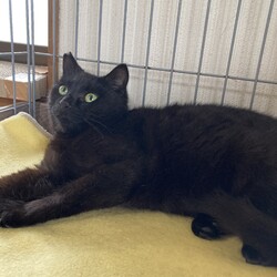 保護猫の人馴れ