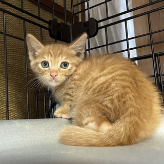 【ツンデレ】茶トラ子猫【動画更新しました】