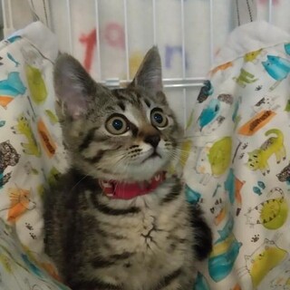 大阪ほご猫譲渡会参加猫キジ♂とうくん
