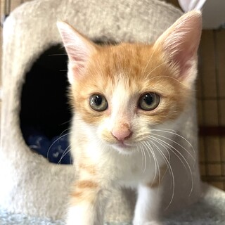【コロコロ】茶トラ白の男子【動画更新しました】