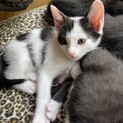 元気いっぱい♪ダルメシアン柄の子猫