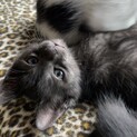人懐っこいブラックスモークの子猫♪