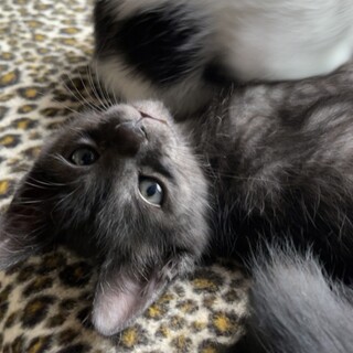 人懐っこいブラックスモークの子猫♪