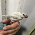桜文鳥♀(5ヶ月)とシルバー文鳥♂(3ヶ月)