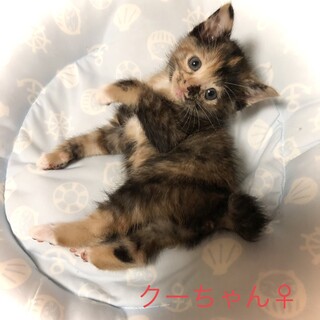 サビ♀ ハチワレタキシード♂ 黒♂ 可愛い3兄妹☆