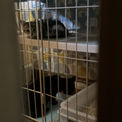 「黒こつぶちゃん、少し慣れる。」サムネイル1