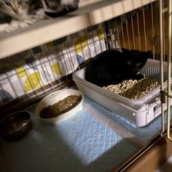 「黒こつぶちゃん、少し慣れる。」サムネイル2