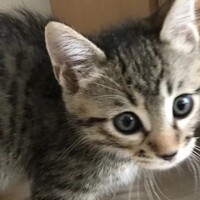 ドラ