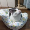 ひんやりベッドにやっと座ってくれた