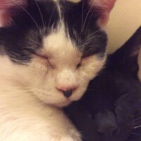 ぴーくん