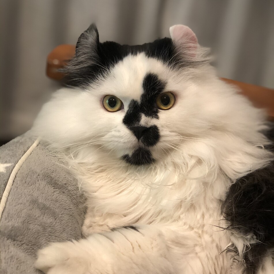 えいのカバー写真