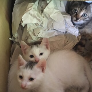 可愛い子猫の里親をお願いします