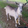 山羊の里親募集します。トカラ系2匹です。 サムネイル2