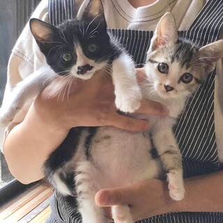 なかよし姉弟♡チャーリーとプリン　2ヶ月