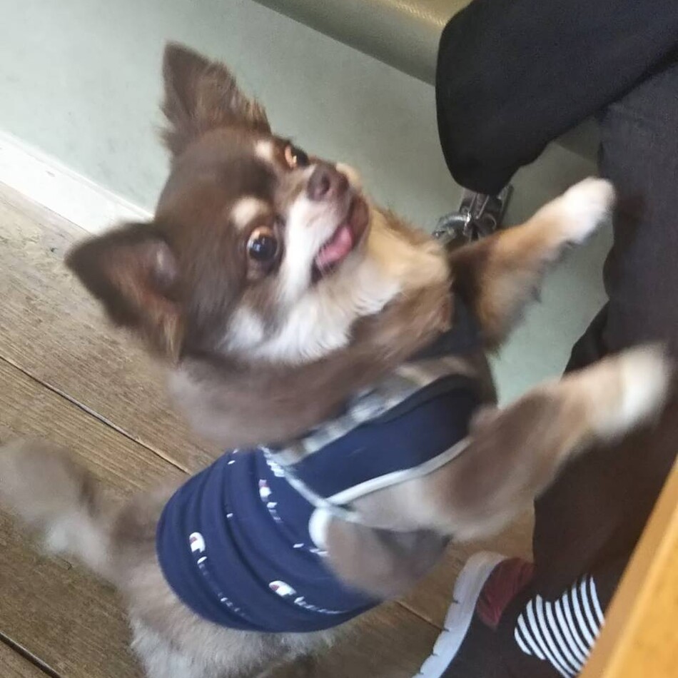 サスケのカバー写真