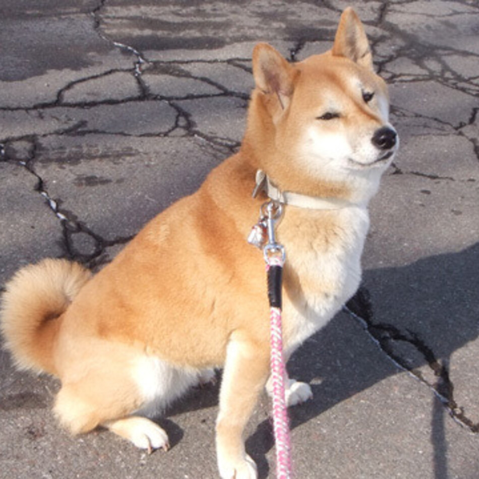 まいのカバー写真