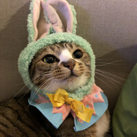 夢子