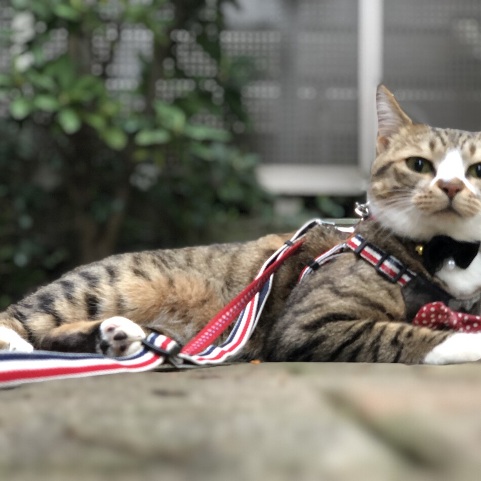 夢子のカバー写真