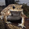 アズマヒキガエル里親さん募集
