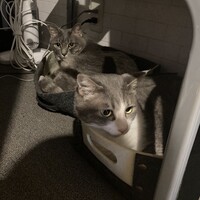 染之助と虎次郎
